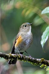 Himalayan Bluetail